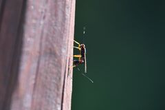 Xoridinae