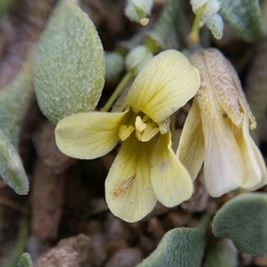 Physaria kingii kingii