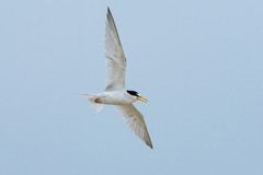 Sternula antillarum browni