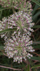 Asclepias hirtella