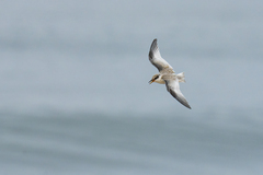 Sternula antillarum browni