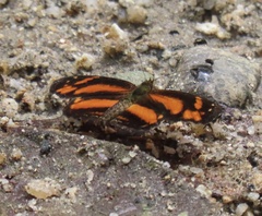 Castilia eranites