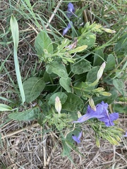 Ruellia occidentalis