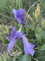 Ruellia occidentalis
