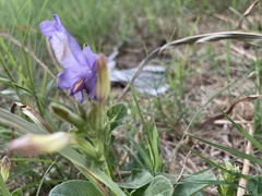 Ruellia occidentalis