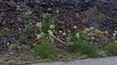 Angelica lineariloba