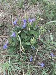 Ruellia occidentalis