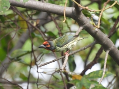 Psilopogon haemacephalus roseus