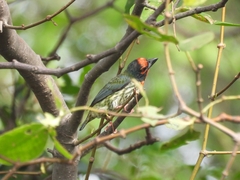 Psilopogon haemacephalus roseus