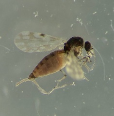 Culicoides marksi