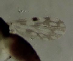 Culicoides marksi