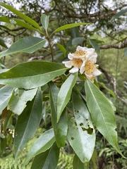 Schima superba superba