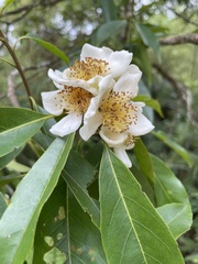 Schima superba superba