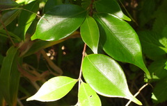 Decaspermum gracilentum