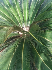 Cycas