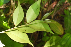 Decaspermum gracilentum