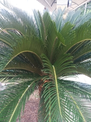 Cycas