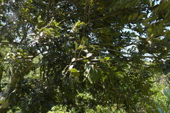 Ormosia hengchuniana