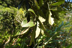 Ormosia hengchuniana