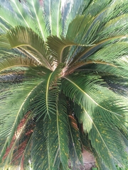 Cycas