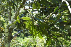 Ormosia hengchuniana