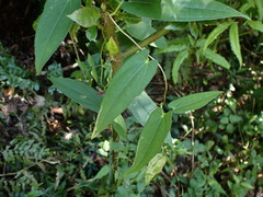 Dioscorea japonica