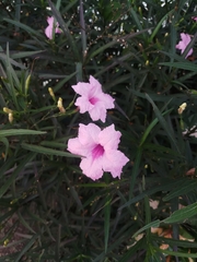 Ruellia simplex