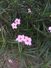 Ruellia simplex