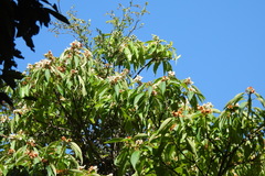 Schima superba kankaoensis