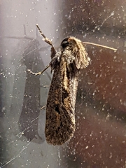 Acrolophus popeanella