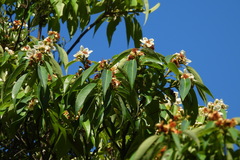 Schima superba kankaoensis