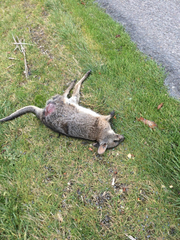 Notamacropus eugenii