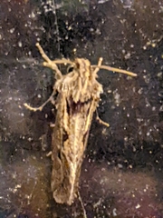 Acrolophus popeanella