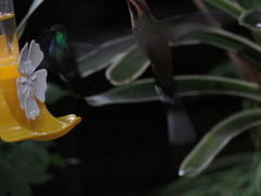 Thalurania glaucopis