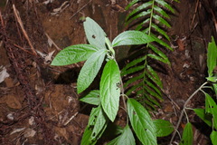 Gomphostemma chinense