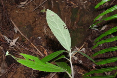 Gomphostemma chinense