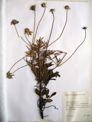 Scabiosa lachnophylla