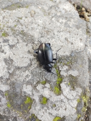 Calosoma peregrinator