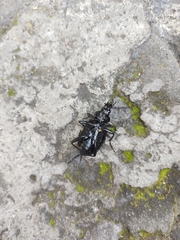 Calosoma peregrinator