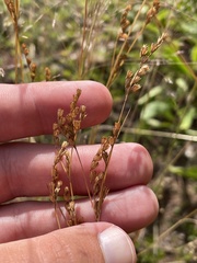 Juncus secundus