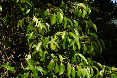 Syzygium euphlebium