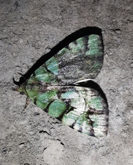Glenopteris ornata