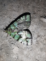 Glenopteris ornata