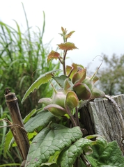 Lophospermum erubescens