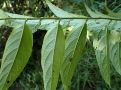 Rubus pyrifolius