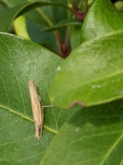 Agriphila inquinatella