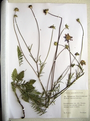 Scabiosa lachnophylla
