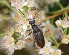Brachyleptura brevis