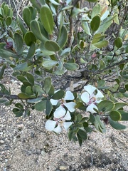 Leptospermum grandiflorum