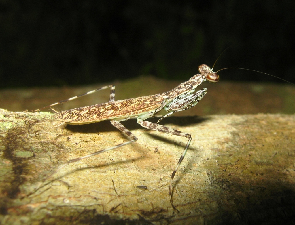 Liturgusa cayennensis